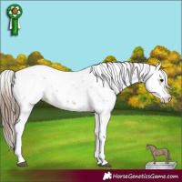 Horse Color:Black Pearl Sabino