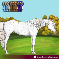 Horse Color:White Spotted Chocolate Palomino Sabino 