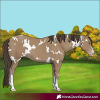 Horse Color:White Spotted Classic Cream Champagne Sabino 