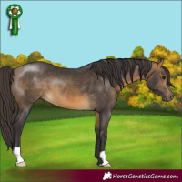 Horse Color:Buckskin 