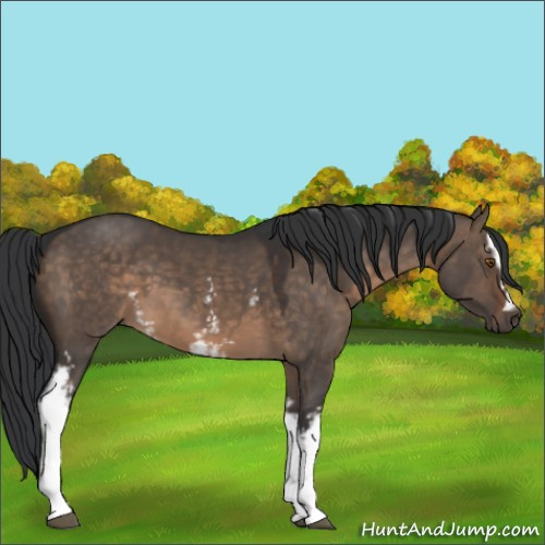 Horse Color:White Spotted Brown Dun Sabino