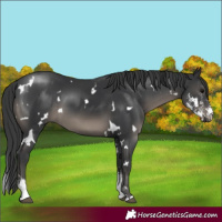 Horse Color:White Spotted Black Sabino