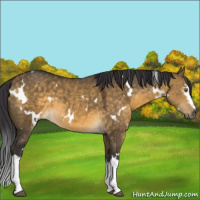 Horse Color:White Spotted Buckskin Dun 