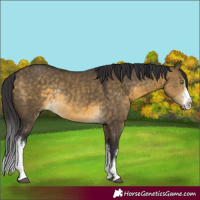 Horse Color:White Spotted Buckskin Dun Rabicano 
