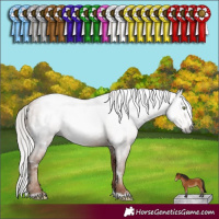 Horse Color:Gray White Spotted Silver Amber Champagne Rabicano 