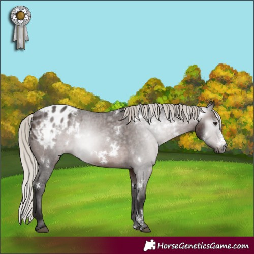 Horse Color:Gray White Spotted Silver Bay Sabino Appaloosa Rabicano 