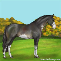 Horse Color:Smoky Black Sabino 