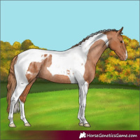 Horse Color:Chestnut Tobiano Appaloosa Rabicano 