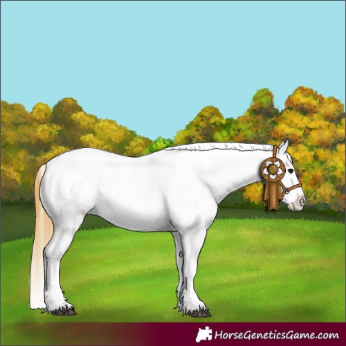 Horse Color:Buckskin Appaloosa 