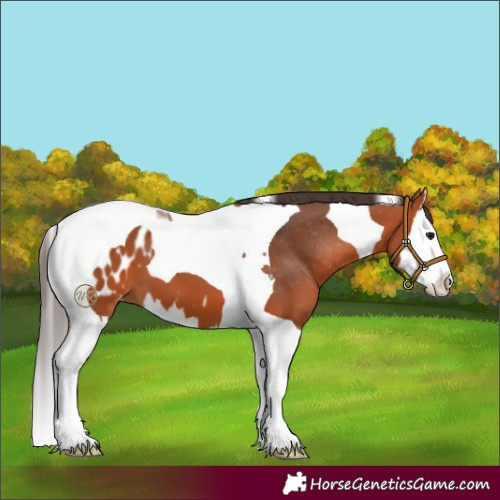 Horse Color:Bay Splash Tobiano Blanket 