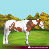 Horse Color:Bay Splash Tobiano Blanket 