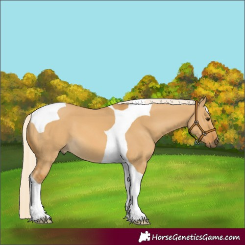 Horse Color:Unknown 