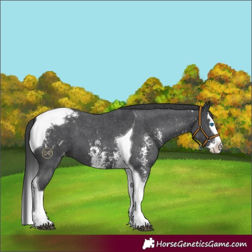 Horse Color:Black Sabino Splash Tobiano Appaloosa 