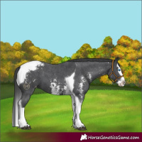 Horse Color:Black Sabino Splash Tobiano Appaloosa 