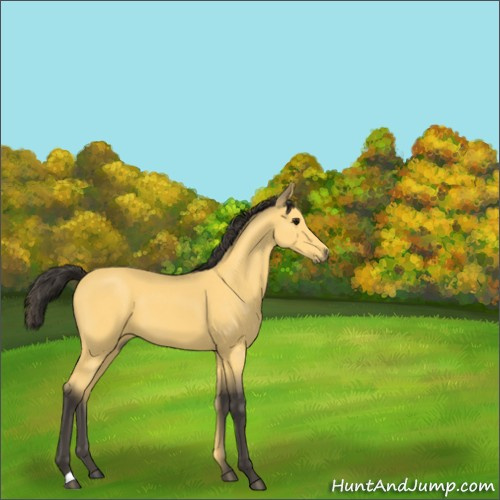 Horse Color:Buckskin