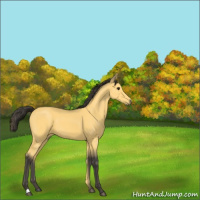 Horse Color:Buckskin 