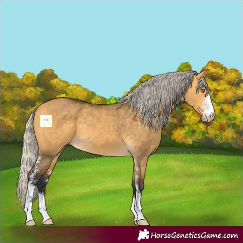 Horse Color:Silver Buckskin Dun Sabino 