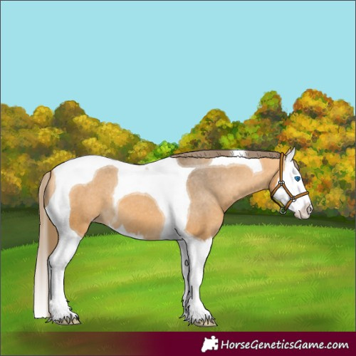 Horse Color:Buckskin Splash Tobiano Appaloosa 