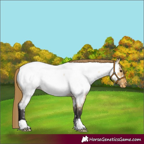 Horse Color:Unknown 