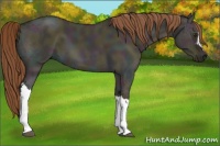 Horse Color:Midnight Red Dun Ice 