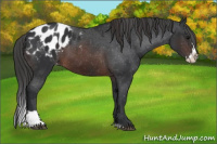 Horse Color:Brown Sabino Splash Appaloosa  and Brown Sabino Splash Appaloosa Rabicano 