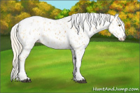 Horse Color:Palomino Appaloosa  and Palomino Appaloosa 