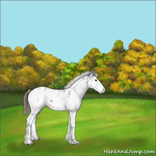 Horse Color:Liver Chestnut Sabino Splash Appaloosa  and Liver Chestnut Sabino Splash Appaloosa Rabicano 