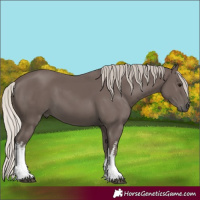 Horse Color:White Spotted Silver Black 