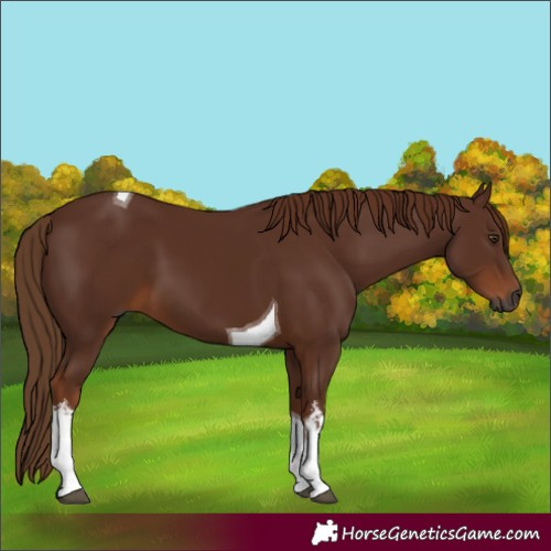 Horse Color:Gray White Spotted Chestnut Tobiano