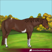Horse Color:Gray White Spotted Chestnut Tobiano