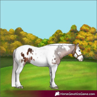 Horse Color:Brown Splash Tobiano Appaloosa 