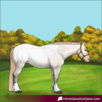 Horse Color:Buckskin Roan Dun Tobiano Appaloosa