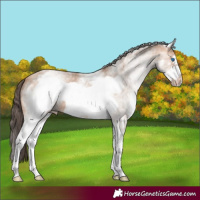 Horse Color:White Spotted Amber Champagne Frame 