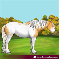 Horse Color:Silver Buckskin Sabino Tobiano Frame 
