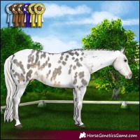Horse Color:Silver Smoky Blue Roan Appaloosa