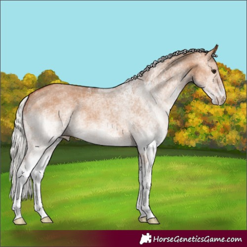 Horse Color:White Spotted Silver Bay Dun 