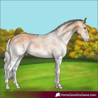 Horse Color:White Spotted Silver Bay Dun