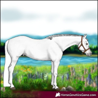 Horse Color:Gray Chestnut 