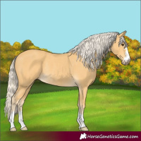 Horse Color:Palomino Rabicano 