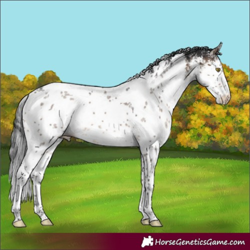 Horse Color:White Spotted Brown Dun Sabino 