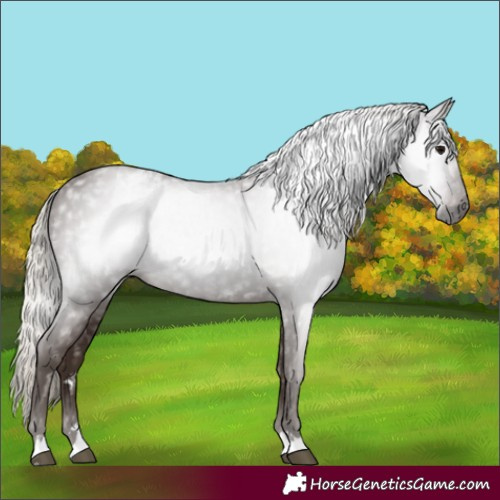 Horse Color:Gray Silver Black Varnish 