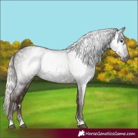 Horse Color:Gray Silver Black Varnish 