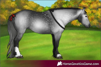 Horse Color:Gray Black 