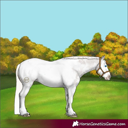 Horse Color:Silver Black Sabino Splash Near Fewspot