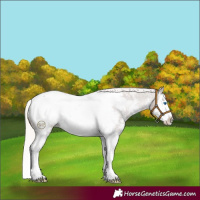 Horse Color:Silver Black Sabino Splash Appaloosa 