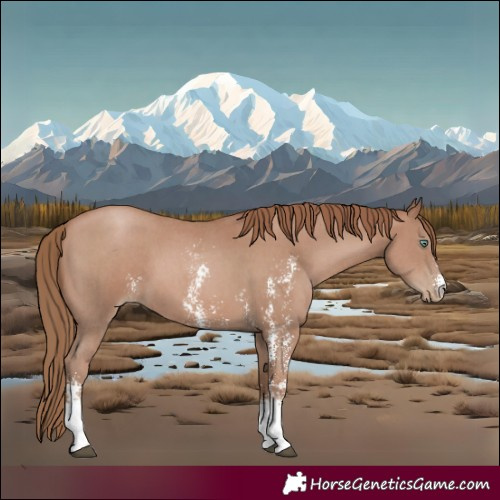 Horse Color:Black Pearl Sabino 
