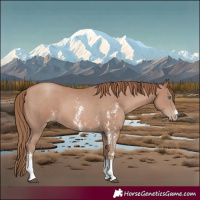 Horse Color:Black Pearl Sabino 