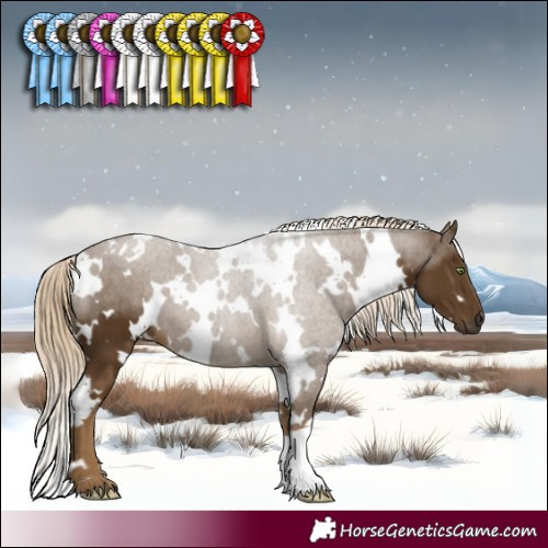 Horse Color:White Spotted Chocolate Palomino