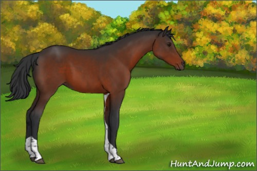 Horse Color:Brown Tobiano 