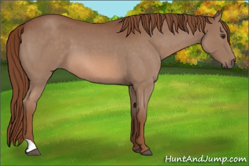 Horse Color:Red Roan 